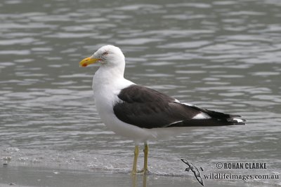 Kelp Gull 3741.jpg