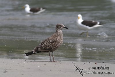 Kelp Gull 3742.jpg