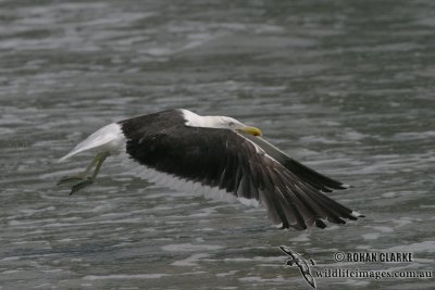 Kelp Gull 3748.jpg