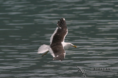 Kelp Gull 3752.jpg