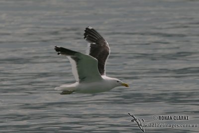 Kelp Gull 3755.jpg
