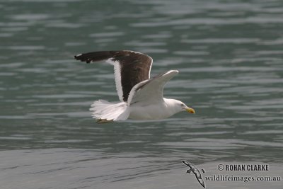 Kelp Gull 3758.jpg