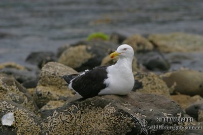 Kelp Gull 3766.jpg