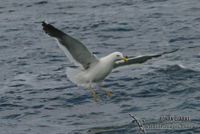 Kelp Gull 3969.jpg