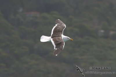Kelp Gull 3976.jpg