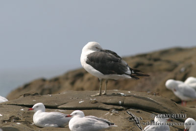 Kelp Gull 4569.jpg