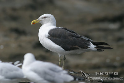 Kelp Gull 4572.jpg
