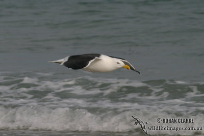 Kelp Gull 6775.jpg