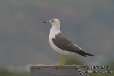 Black-tailed Gull 5074.jpg
