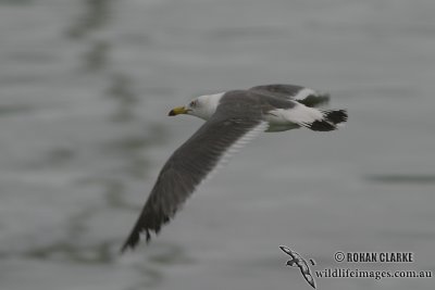 Black-tailed Gull 5079.jpg