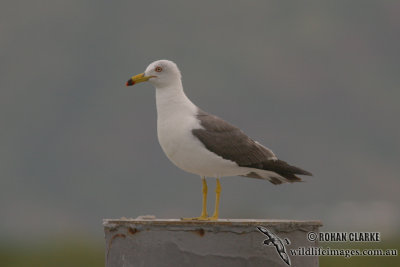 Black-tailed Gull 5090.jpg