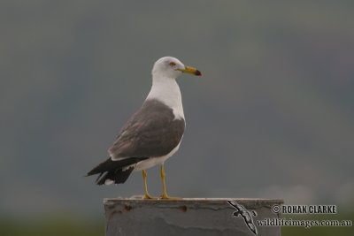 Black-tailed Gull 5128.jpg