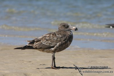 Pacific Gull 2884.jpg