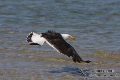 Pacific Gull 2892.jpg