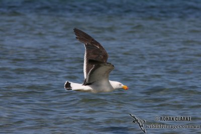 Pacific Gull 2894.jpg