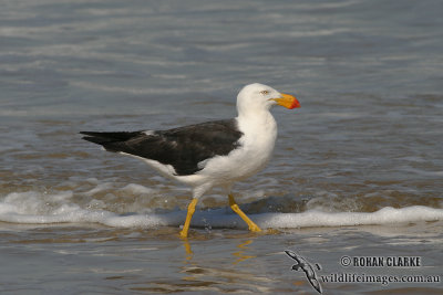 Pacific Gull 2902.jpg