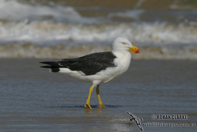 Pacific Gull 2907.jpg