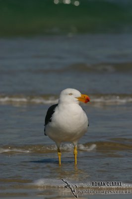 Pacific Gull 2915.jpg