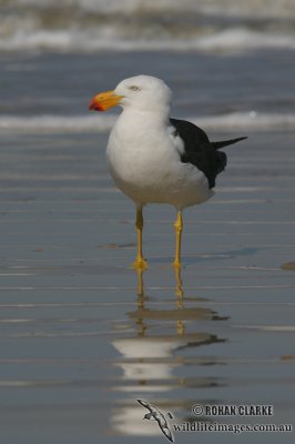 Pacific Gull 2916.jpg