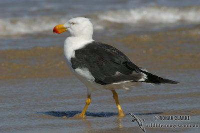 Pacific Gull 2918.jpg