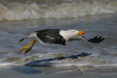 Pacific Gull 2919.jpg