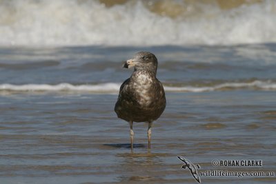 Pacific Gull 2923.jpg