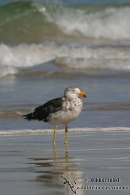 Pacific Gull 2924.jpg