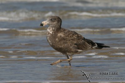 Pacific Gull 2925.jpg