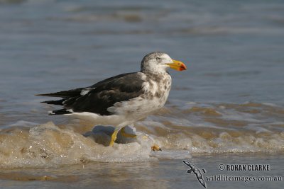 Pacific Gull 2928.jpg
