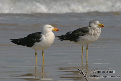 Pacific Gull 2930.jpg