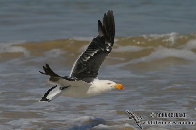 Pacific Gull 2934.jpg