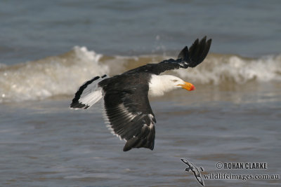 Pacific Gull 2936.jpg
