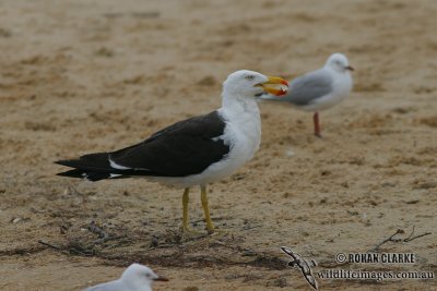 Pacific Gull 3314.jpg