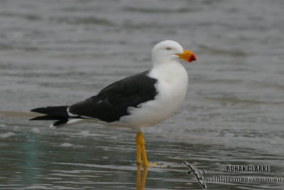 Pacific Gull 3351.jpg