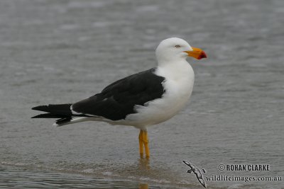 Pacific Gull 3353.jpg