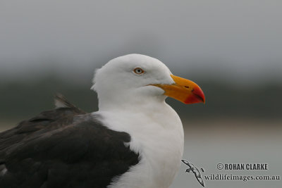Pacific Gull 3360.jpg