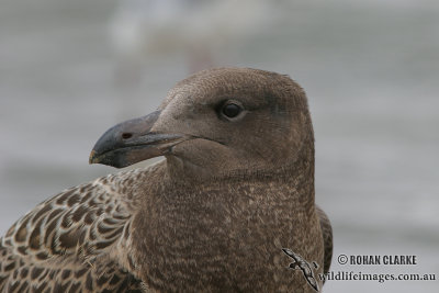 Pacific Gull 3363.jpg