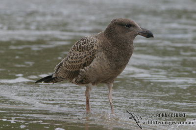 Pacific Gull 3374.jpg