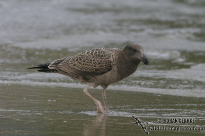 Pacific Gull 3376.jpg