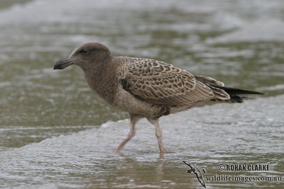 Pacific Gull 3379.jpg