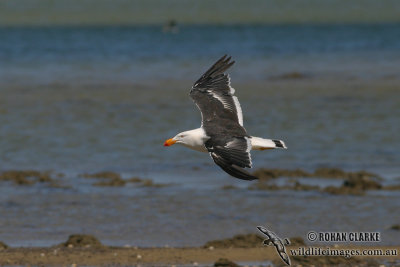 Pacific Gull 3394.jpg