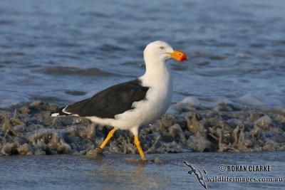 Pacific Gull 5242.jpg