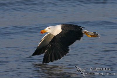 Pacific Gull 5245.jpg