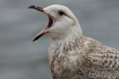 Slaty-backed Gull  (Australian vagrant)