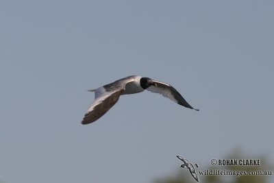 Sabines Gull 8604.jpg