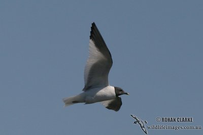 Sabines Gull 8697.jpg