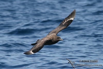 Southern Skua 7752.jpg