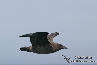 Southern Skua 7754.jpg