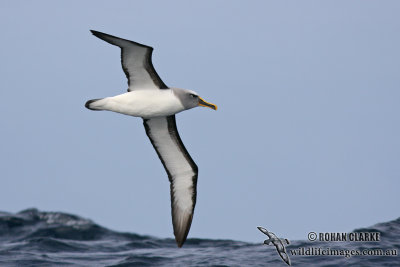 Bullers Albatross 5041