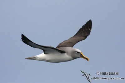 Buller's Albatross 5054.jpg